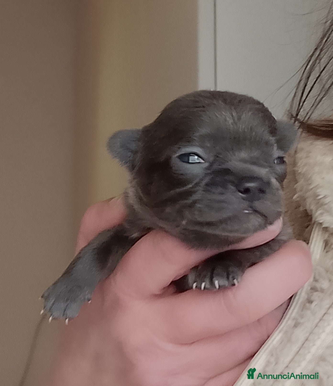 Chihuahua cani Chihuahua pedigree ENCI  - Annuncio 2