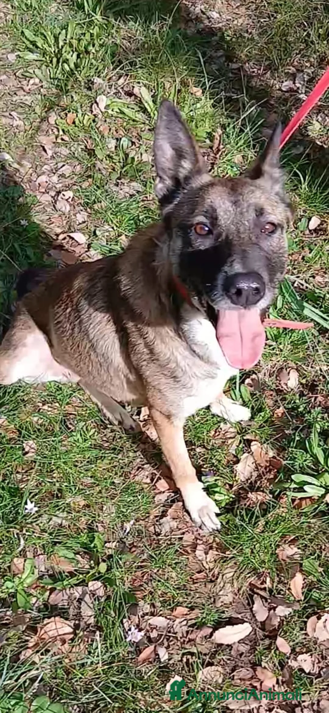 Meticcio cani in regalo: Kira, energica e dolce simil Malinois - Annuncio 8