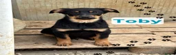 Meticcio cani in regalo: Piccolo Toby - Annuncio 1