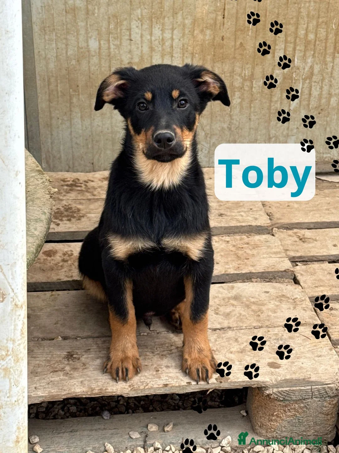 Meticcio cani in regalo: Piccolo Toby - Annuncio 1