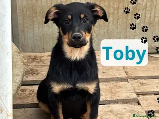 Meticcio cani Piccolo Toby - Annuncio 36