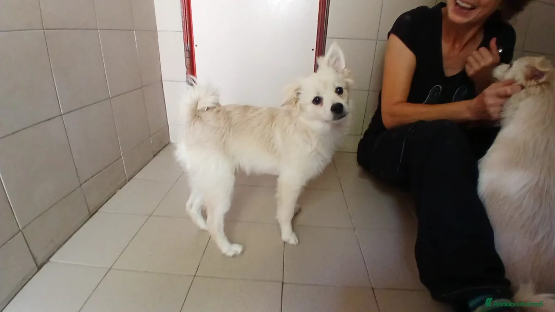 Meticcio cani in regalo: IL DOLCE BISCOTTO HA BISOGNO DI UNA MAMMA - Annuncio 4