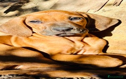 Rhodesian Ridgeback cani in vendita: Cuccioli pronti ad essere accolti  - Immagine 1