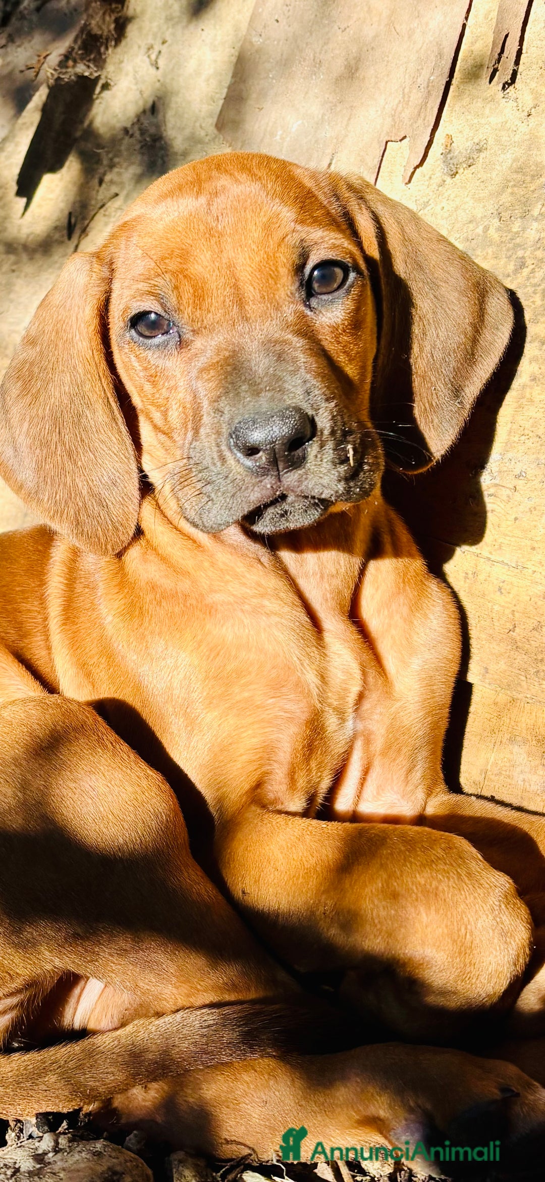 Rhodesian Ridgeback cani in vendita: Cuccioli pronti ad essere accolti  - Immagine 1