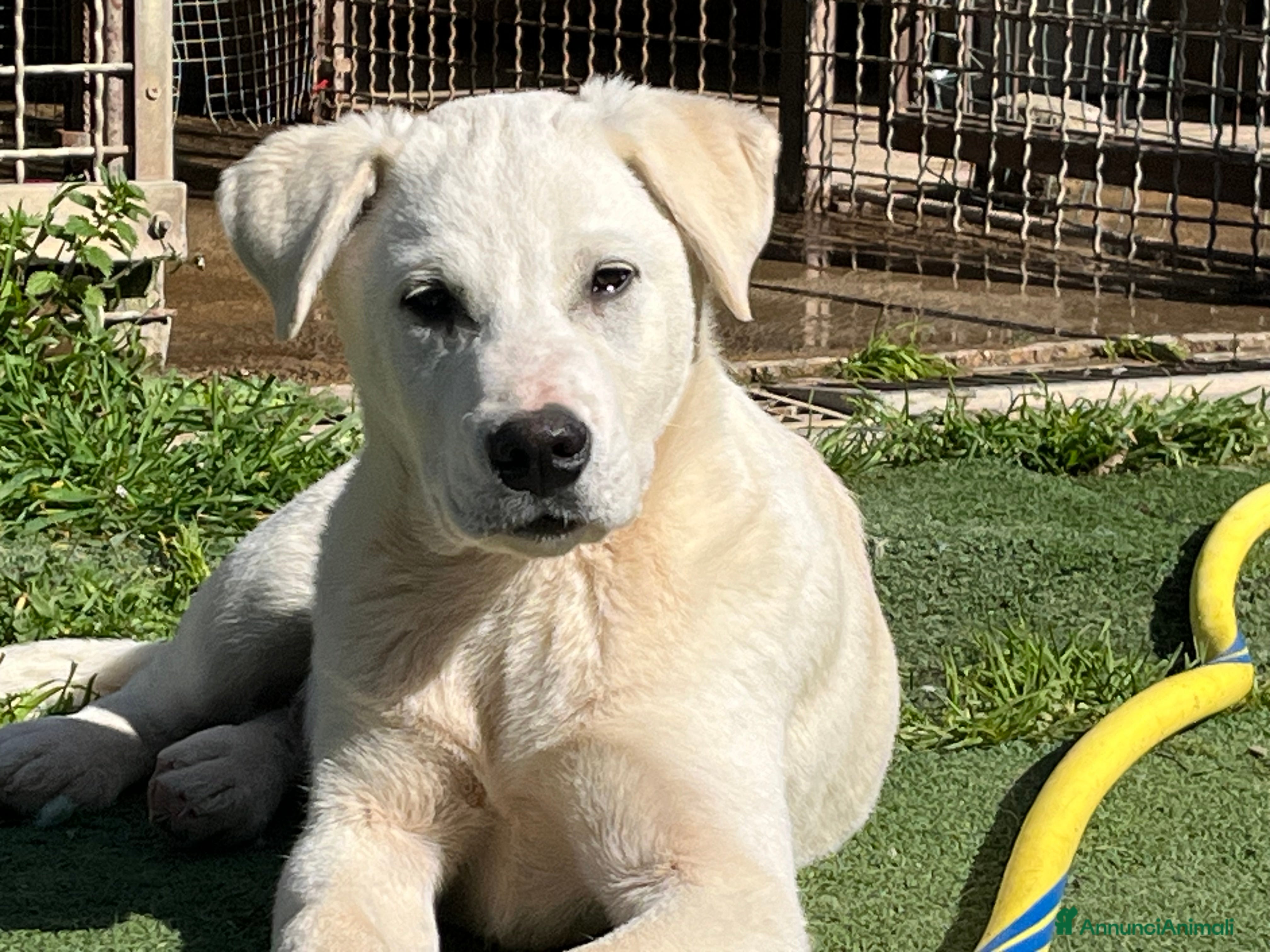 Meticcio cani in regalo: Cucciolo simpaticissimo  - Annuncio 4