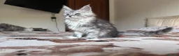 Maine Coon gatti in vendita: Maine Coon femmine - Annuncio 8