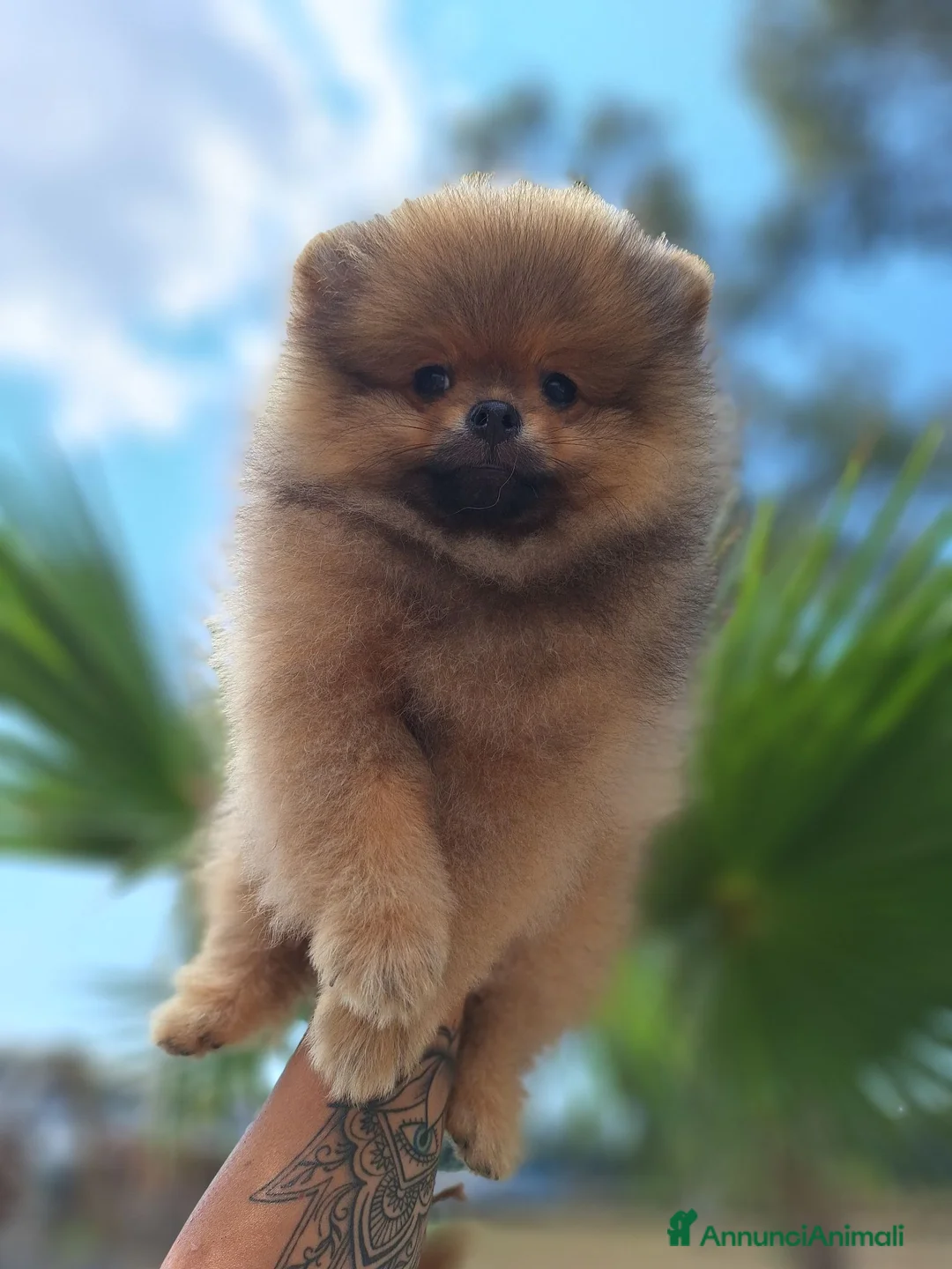 Spitz cani in vendita: Cucciolo di spitz tedesco nano  a Provincia di Latina - Annuncio 2