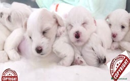 Maltese cani in vendita: DISPONIBILITA' CUCCIOLI MALTESI - Immagine 2