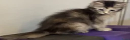 Maine Coon gatti in vendita: Cucciola Maine coon shaded pedigree tre rate - Annuncio 13