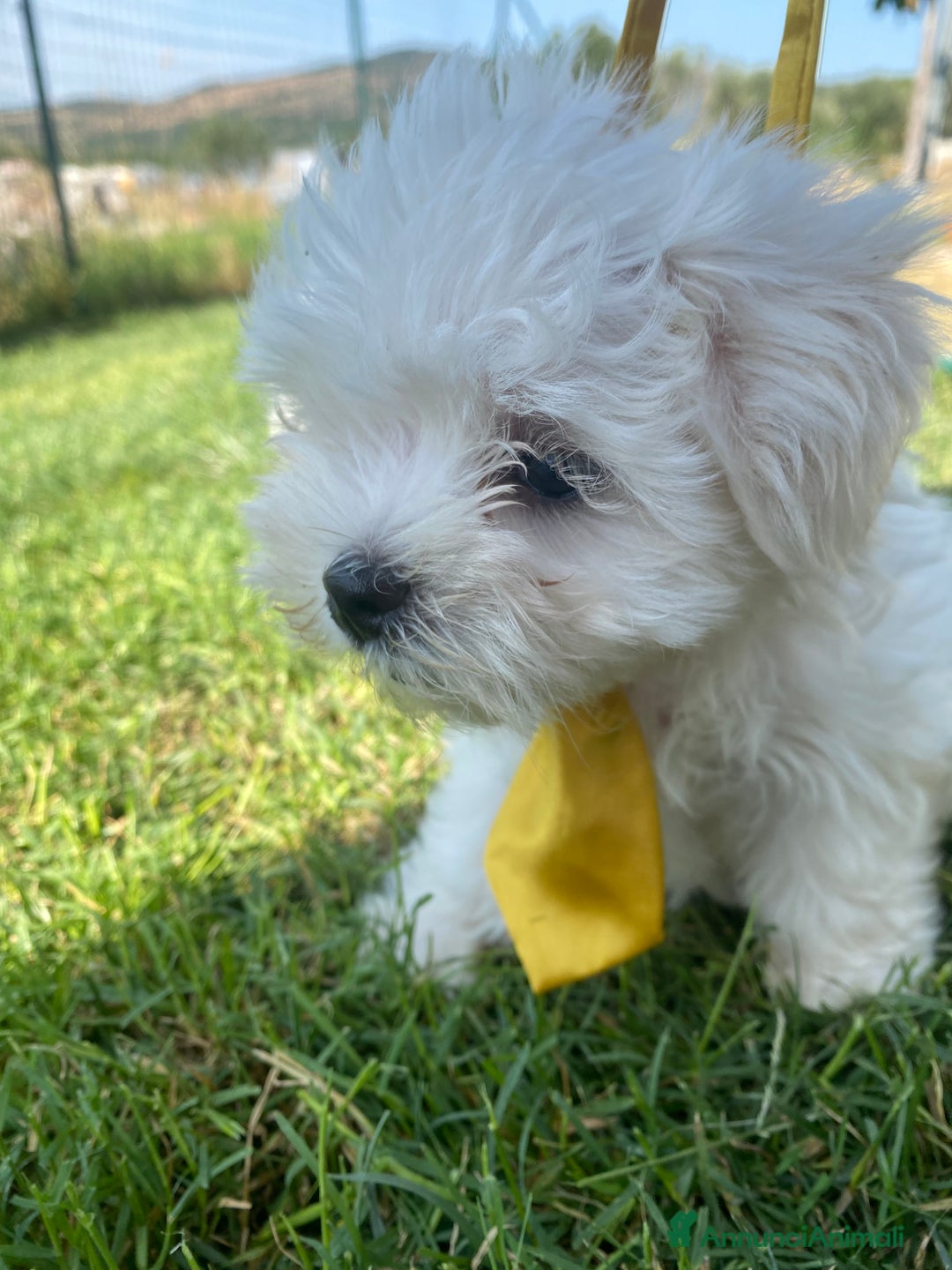 Maltese cani in vendita: Maltese toy a Città metropolitana di Roma Capitale - Immagine 5