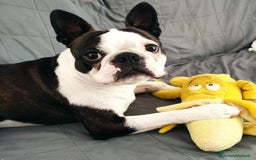 Boston Terrier cani per accoppiamento: Boston terrier maschio per accoppiamento a Provincia di Biella - Immagine 4