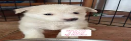 Meticcio cani in regalo: Bellissimi cuccioli in rifugio  a Città Metropolitana di Bologna - Annuncio 3