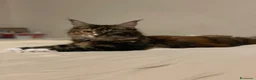 Maine Coon gatti per accoppiamento: Maine coon femmina per accoppiamento a Provincia di Vicenza - Annuncio 2
