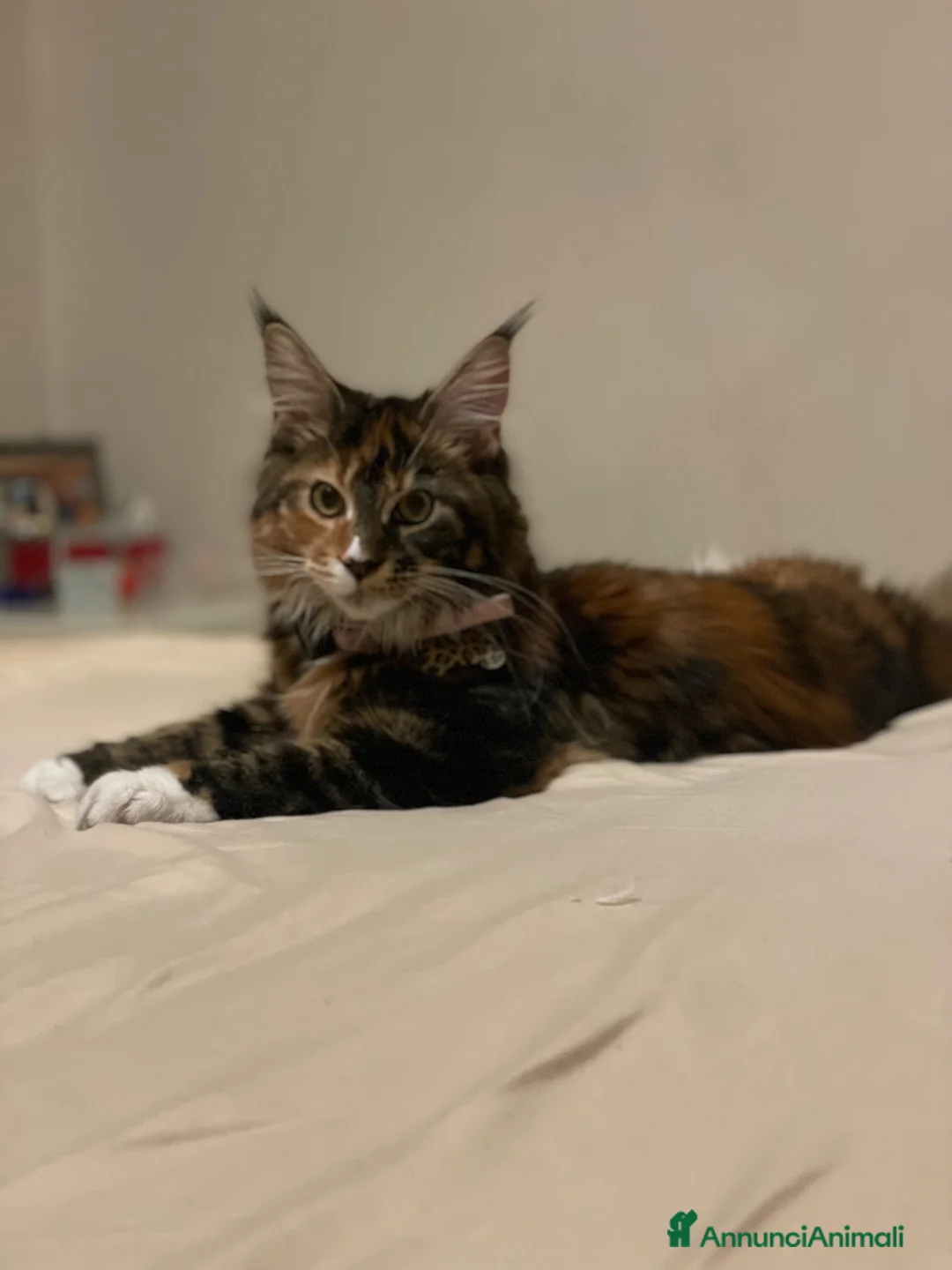Maine Coon gatti per accoppiamento: Maine coon femmina per accoppiamento a Provincia di Vicenza - Annuncio 2
