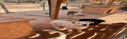 Meticcio cani in regalo: limone e federico - Annuncio 3