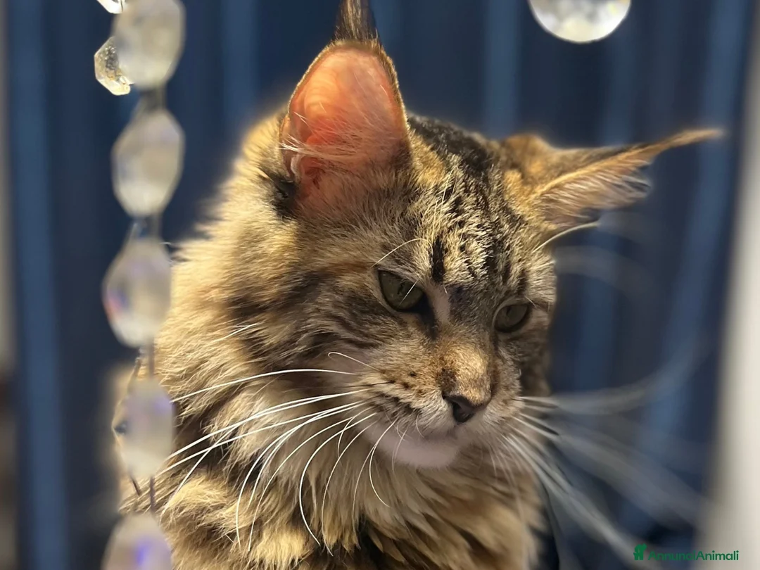 Maine Coon gatti in vendita: Cuccioli Maine Coon - Annuncio 8