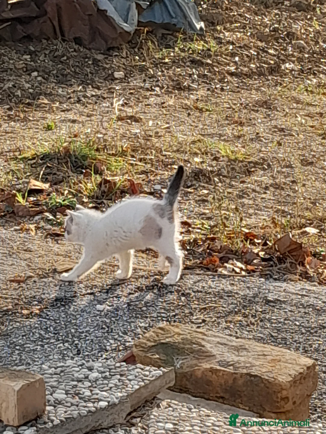 Meticcio gatti in regalo: Mamma gatta insieme alla sua gattina  - Annuncio 3