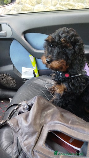 Immagine della galleria {{count}}