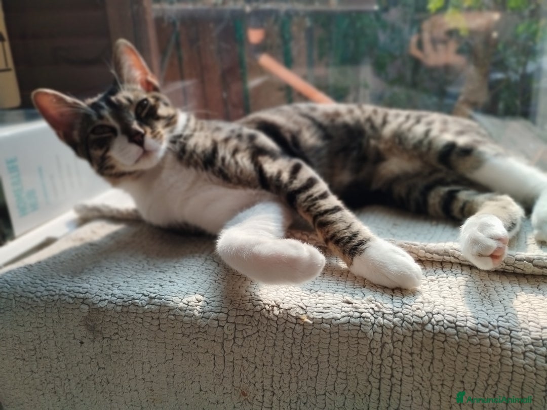 Europeo gatti in regalo: L'ULTIMO CUCCIOLO,TIMIDONE, CERCA CASINA - Immagine 1