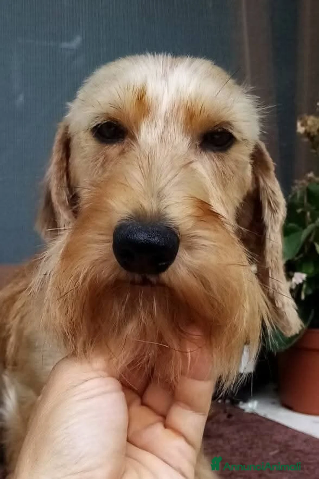 Bassotto cani in vendita: Bassotto pelo duro nano con pedigree  - Annuncio 15