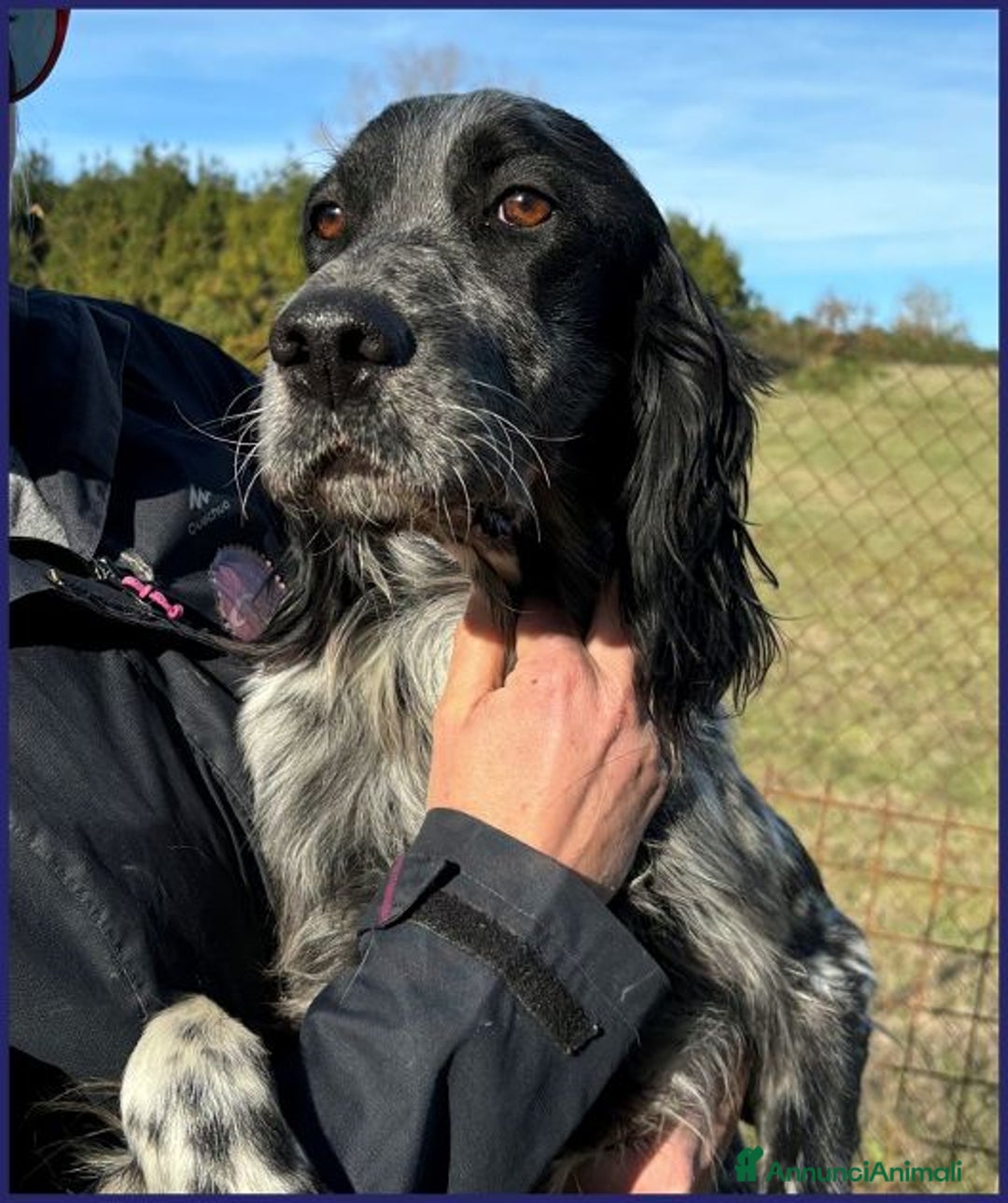 Setter Inglese cani in regalo: ZANZIBAR giovane setterino - Annuncio 8