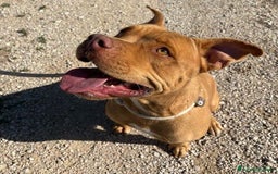 Pitbull cani in regalo: Regina, splendida pit dagli occhi marroni  - Annuncio 1