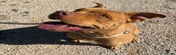 Pitbull cani in regalo: Regina, splendida pit dagli occhi marroni  - Annuncio 1