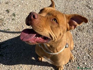 Pitbull cani Regina, splendida pit dagli occhi marroni - Annuncio 2