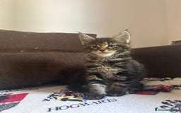 Maine Coon gatti in vendita: Maine Coon pedigree Anfi a Provincia di Modena - Immagine 6
