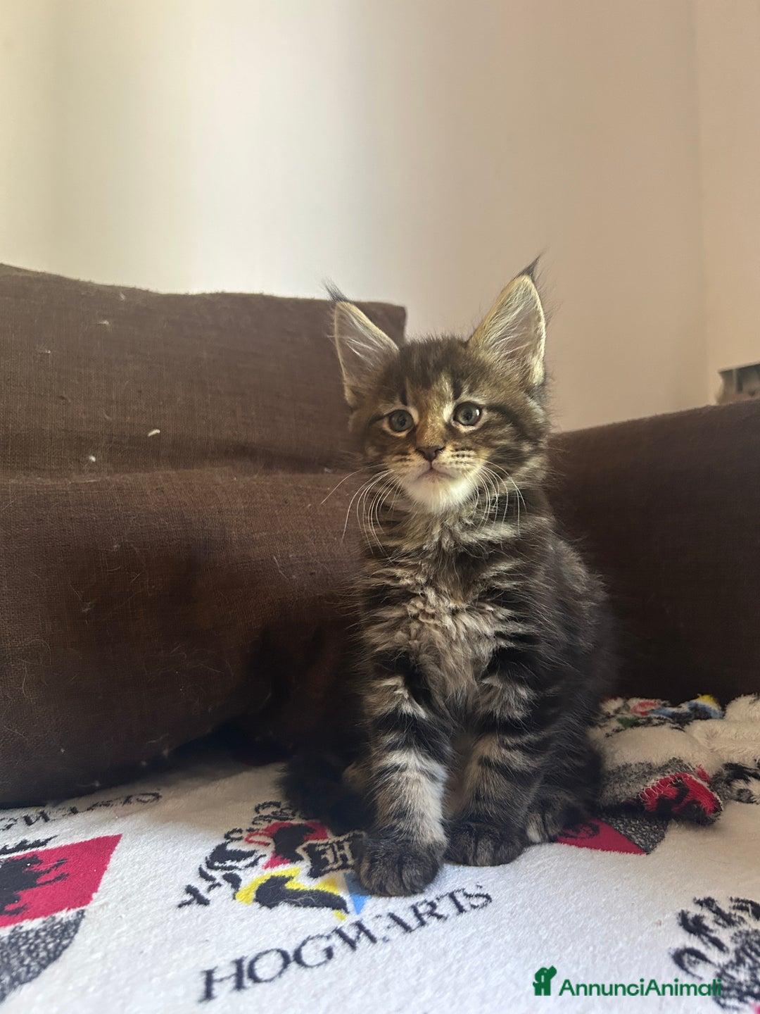 Maine Coon gatti in vendita: Maine Coon pedigree Anfi a Provincia di Modena - Immagine 6