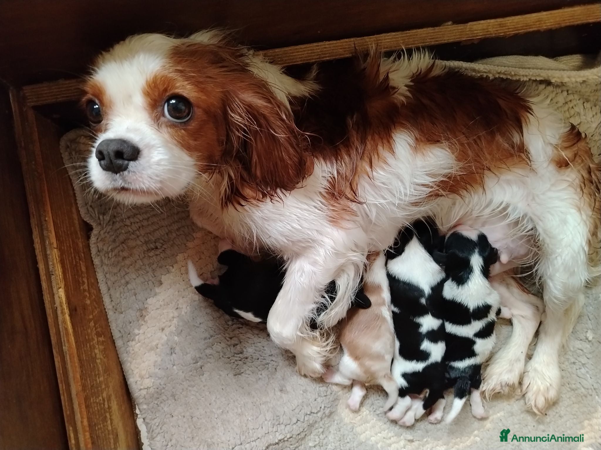 Cavalier King cani Cavalier king con pedigree enci  - Annuncio 1