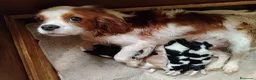 Cavalier King cani in vendita: Cavalier king con pedigree enci  a Provincia di Sondrio - Annuncio 1