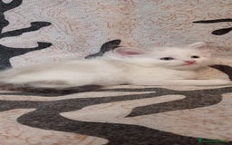 Siberiano gatti in vendita: Siberiano  a Provincia di Varese - Immagine 4