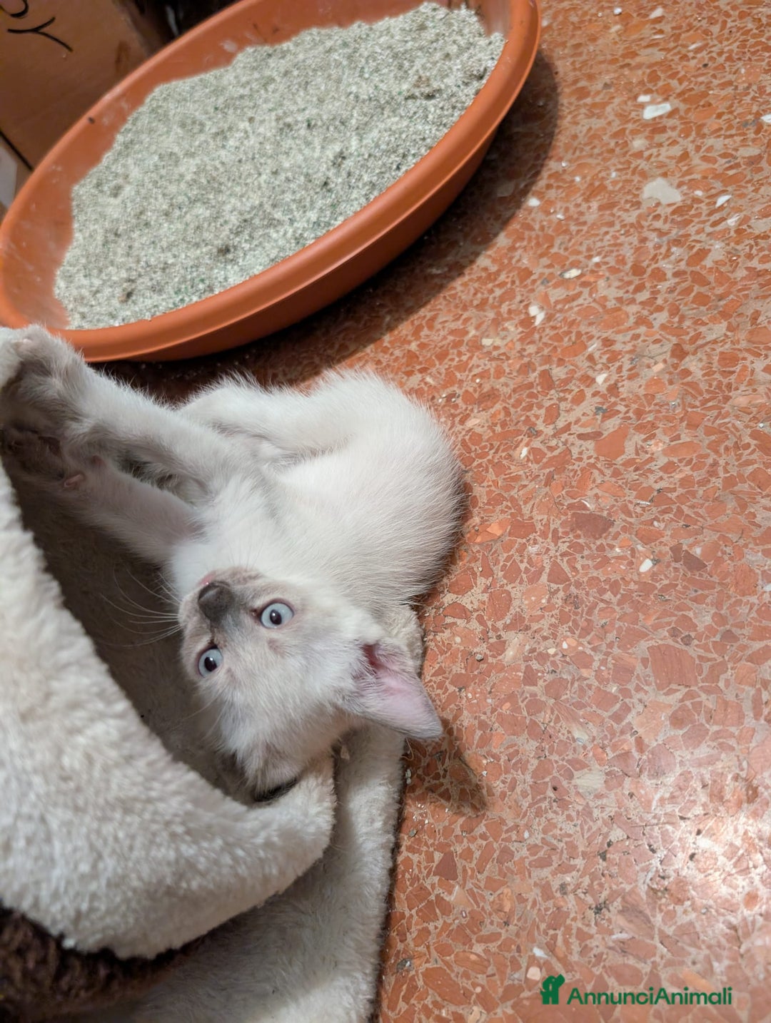 Siamese gatti in vendita: CUCCIOLA FEMMINA DI SIAMESE BLUE POINT - Annuncio 3