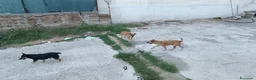 Meticcio cani in regalo: Triade di meticci - Annuncio 5