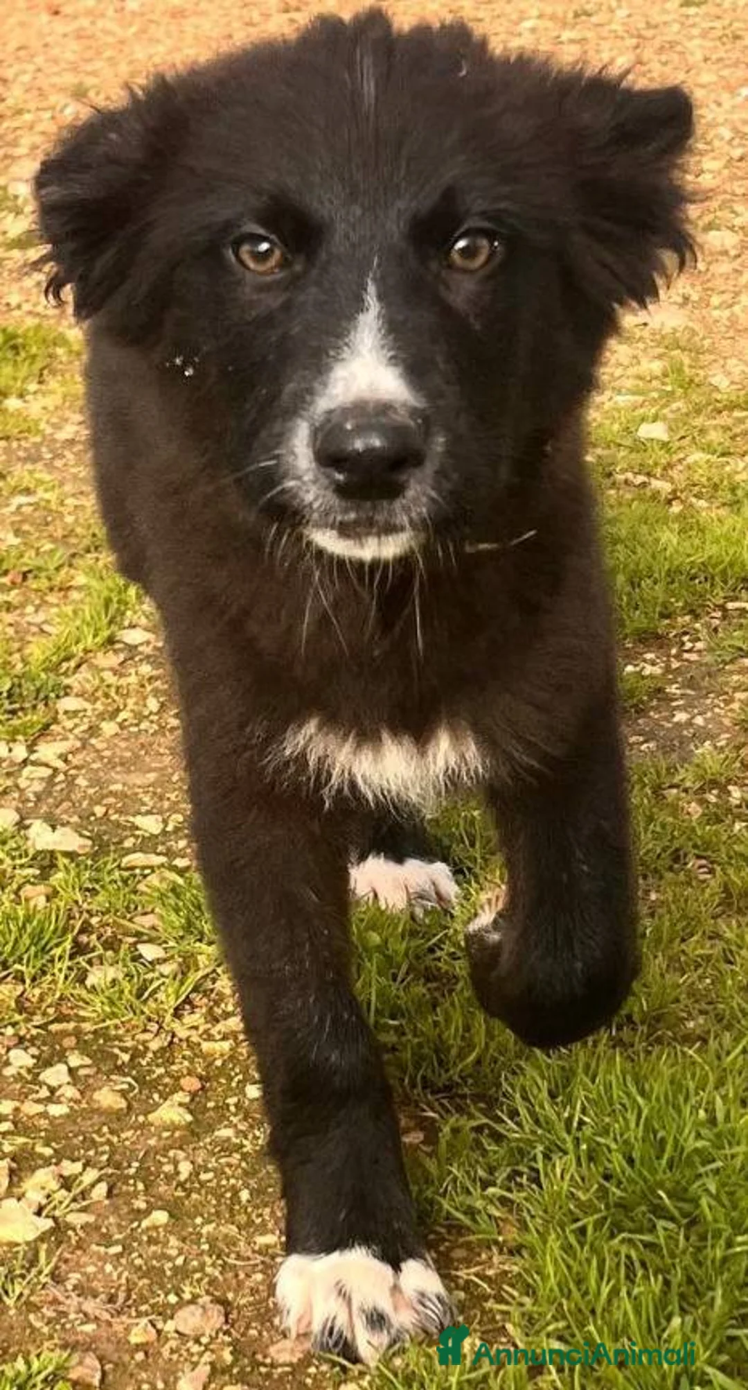 Meticcio cani in regalo: Cuccioli irresistibili in adozione - Annuncio 21