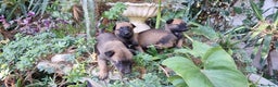 Pastore Belga cani in vendita: Pastore Belga Malinois Salerno Benevento Avellino - Annuncio 6