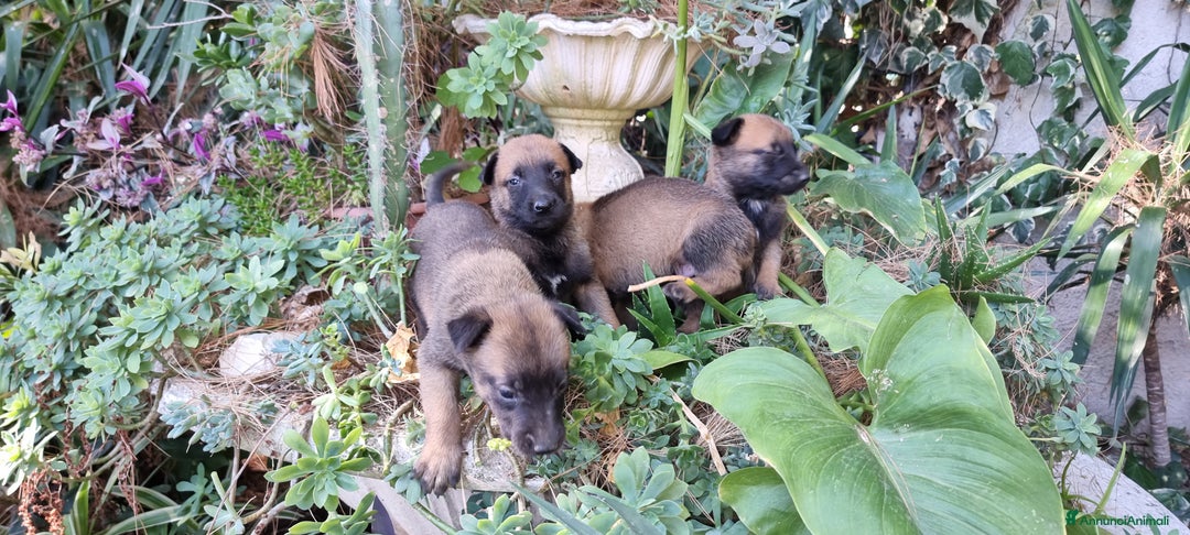 Pastore Belga cani in vendita: Pastore Belga Malinois Salerno Benevento Avellino - Annuncio 6