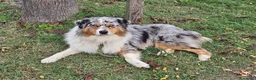Australian Shepherd cani in vendita: Cucciola  casalinga  a Provincia di Bergamo - Annuncio 6