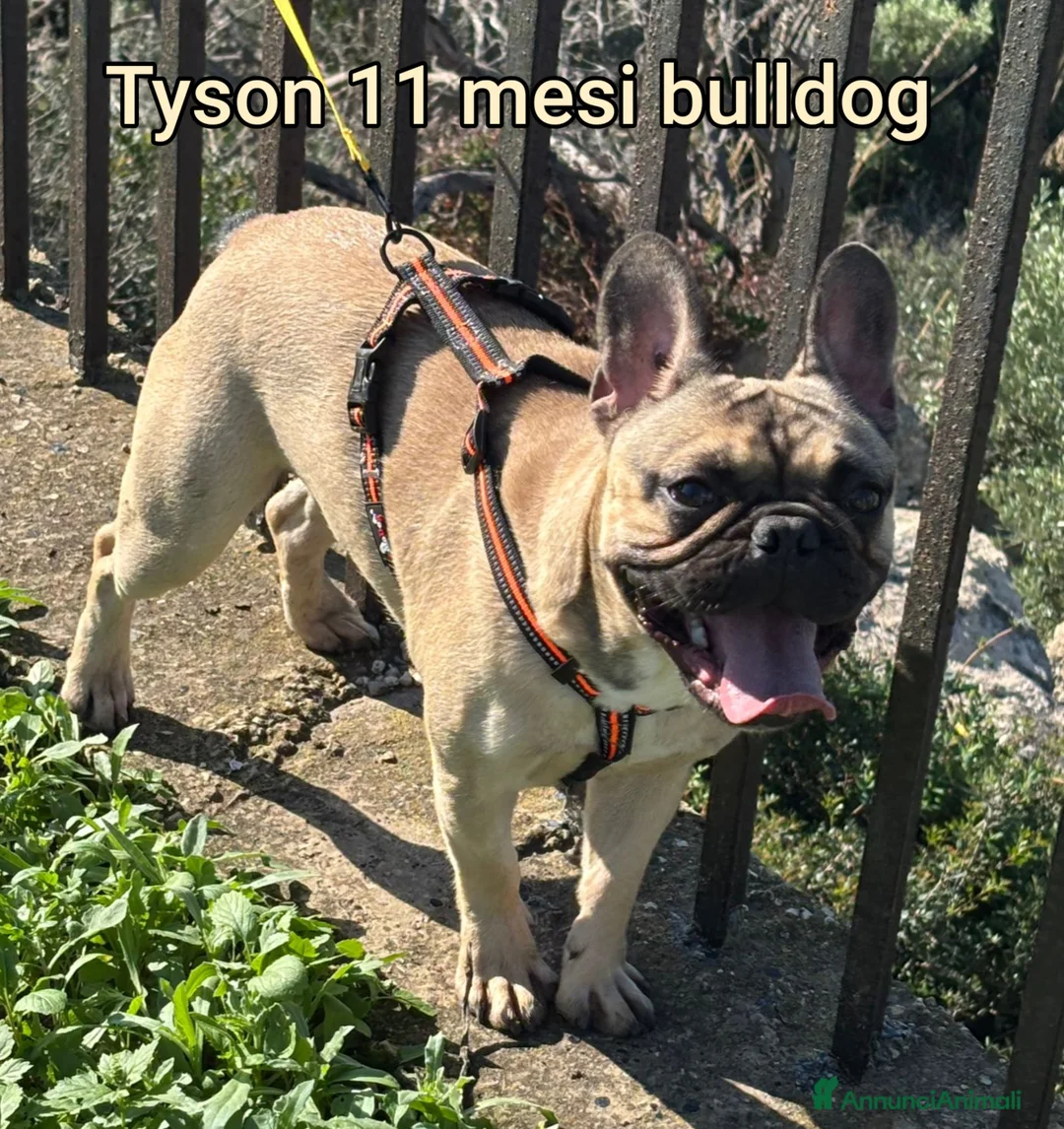 Meticcio cani in regalo: CANI TAGLIA PICCOLA E MEDIOPICCOLA  - Annuncio 4