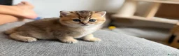 Scottish gatti in vendita: Scottish fold&straihgt - Annuncio 21