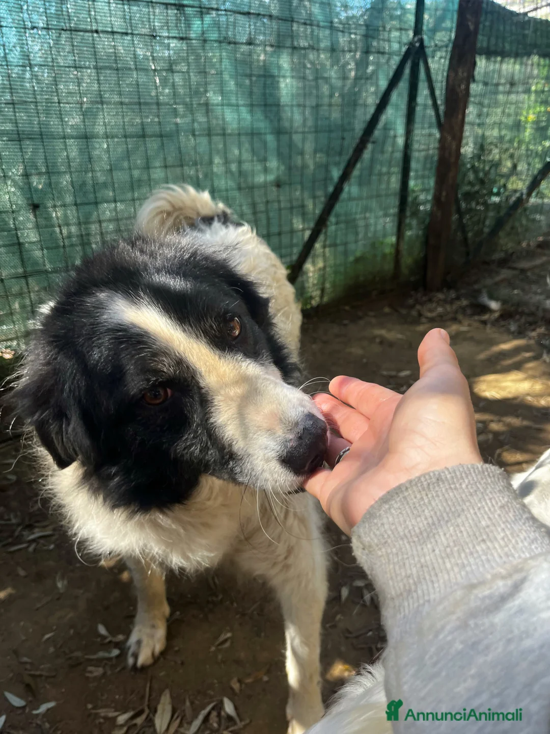 Meticcio cani in regalo: Fortuna - Annuncio 2