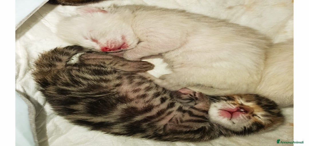 Immagine della galleria {{count}}