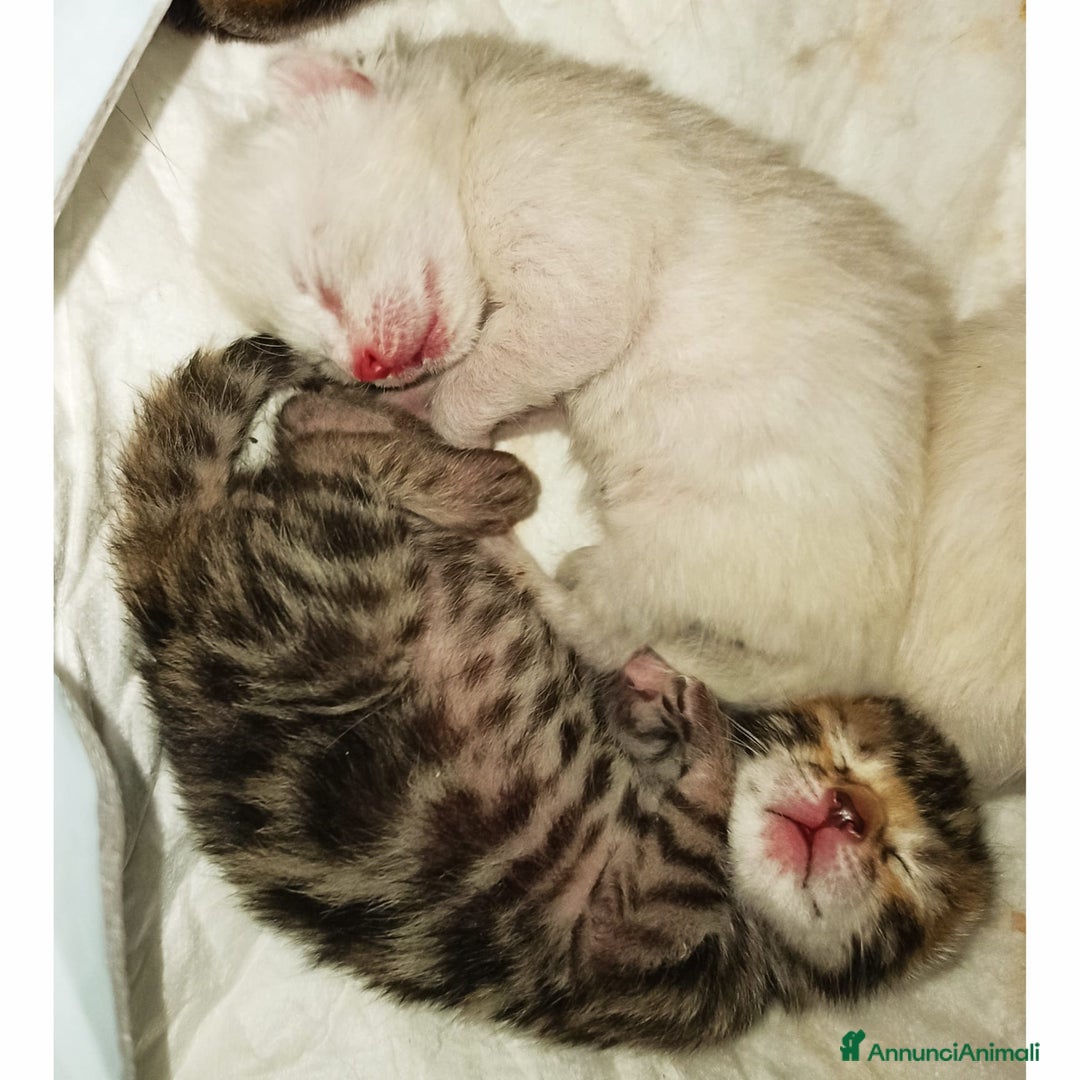 Immagine della galleria {{count}}