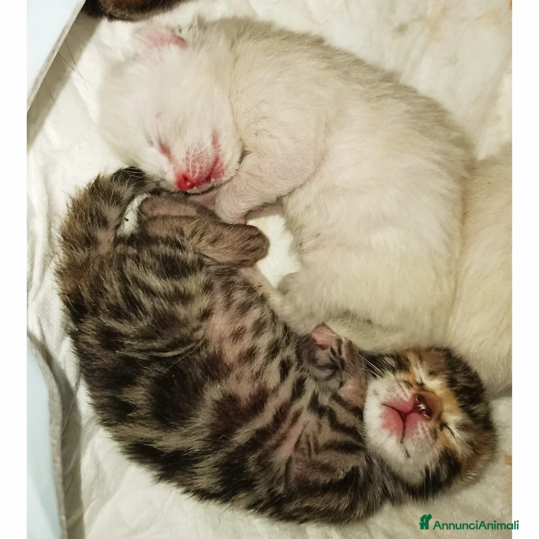 Immagine della galleria {{count}}