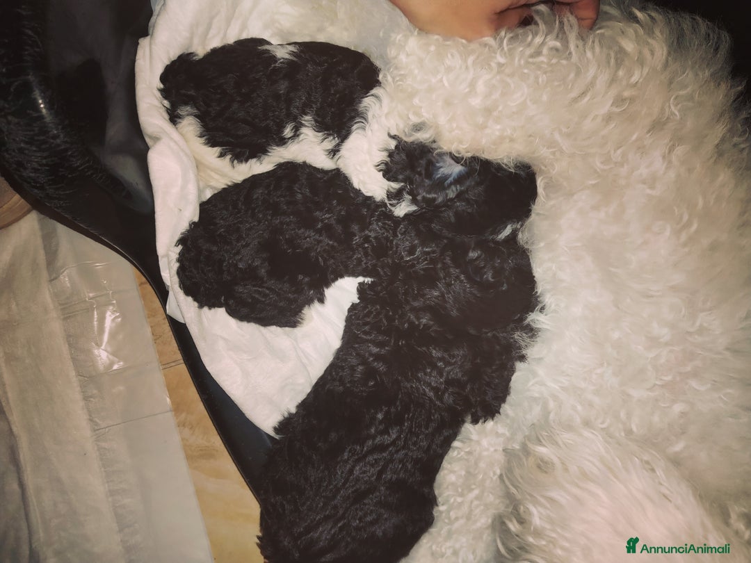 Barboncino cani in vendita: Barboncino  - Immagine 1