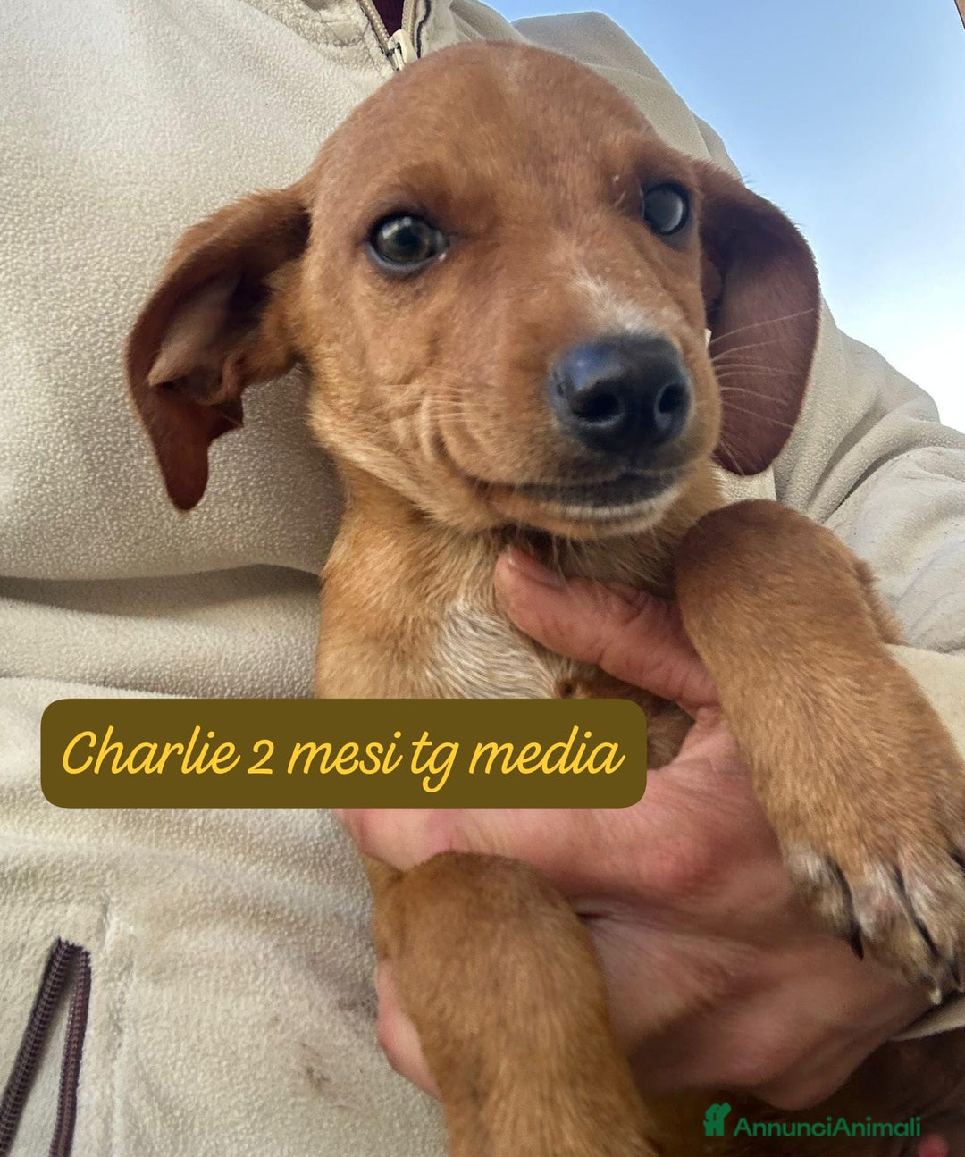 Meticcio cani in regalo: Adotta un cucciolo senza casa  - Annuncio 6