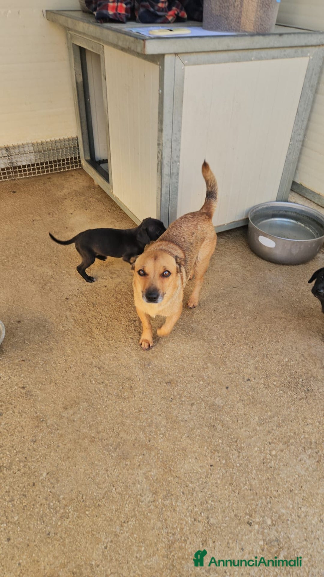 Meticcio cani in regalo: Gelso: 2 mesi taglia piccola  - Annuncio 6