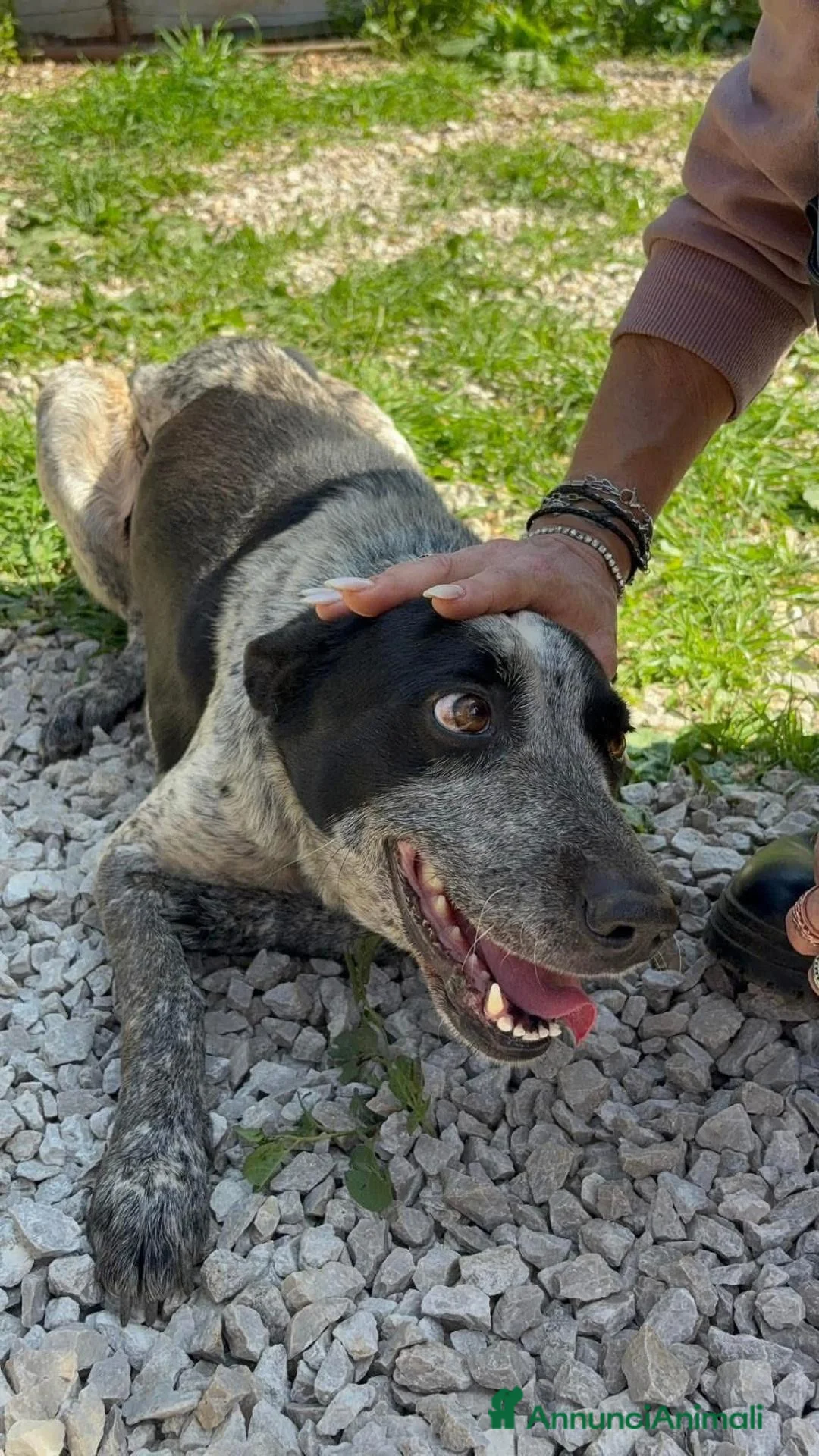 Meticcio cani in regalo: Flora, 2 anni, 17 chili, dolce e buona  - Annuncio 2