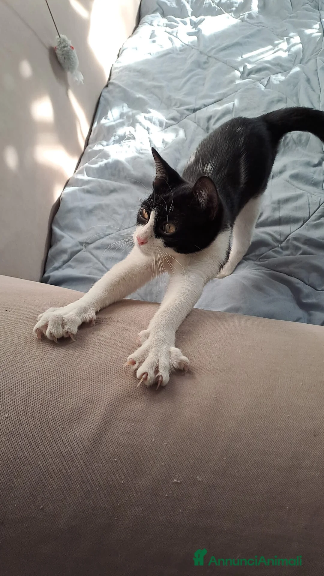 Meticcio gatti in regalo: Luna piccola  - Annuncio 1